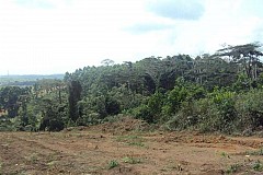 Gagnoa : Il vend une portion de forêt à deux personnes et finit en prison 
